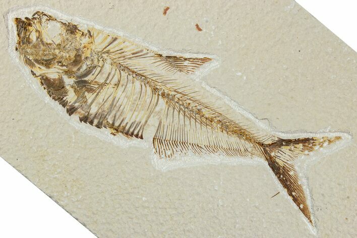 Fossil Fish (Diplomystus) - Wyoming #244161